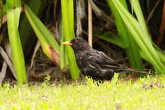 Turdus merula azorensis