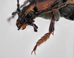 Carabus sylvestris