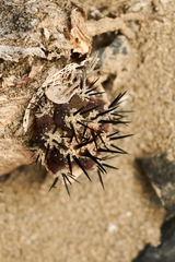 Copiapoa