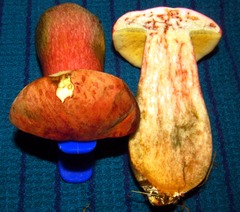 Boletus