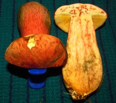 Boletus