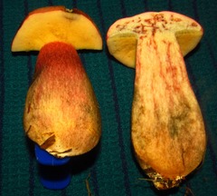 Boletus