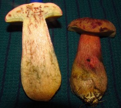 Boletus