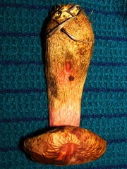 Boletus