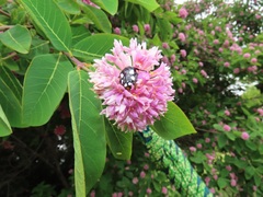 Dais cotinifolia