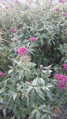 Centranthus ruber