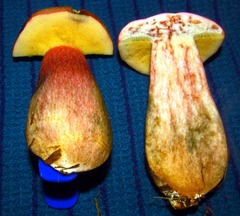 Boletus