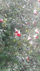 Magnoliopsida