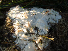 Trechispora hymenocystis