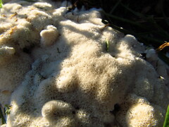 Trechispora hymenocystis