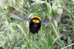 Bombus argillaceus