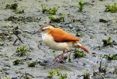 Furnarius leucopus cinnamomeus