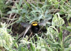 Bombus argillaceus