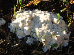 Trechispora hymenocystis