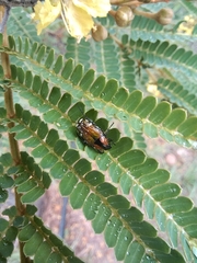 Leucocelis