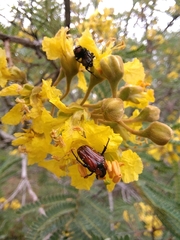Leucocelis