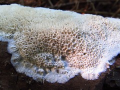 Trechispora hymenocystis