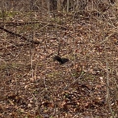 Sciurus carolinensis