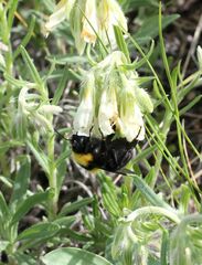 Bombus argillaceus
