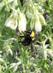 Bombus argillaceus