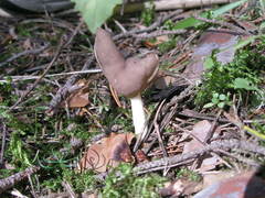 Helvella elastica