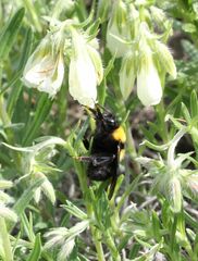 Bombus argillaceus