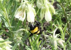 Bombus argillaceus