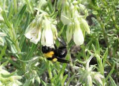 Bombus argillaceus
