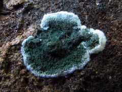 Trichoderma