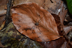 Platybunus pinetorum