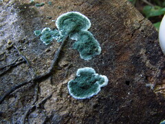 Trichoderma