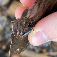 Staphylinini