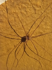 Bunochelis spinifera