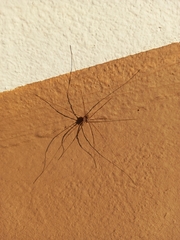 Bunochelis spinifera