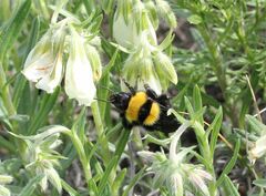 Bombus argillaceus