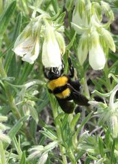 Bombus argillaceus