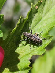 Naupactus tucumanensis