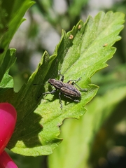 Naupactus tucumanensis
