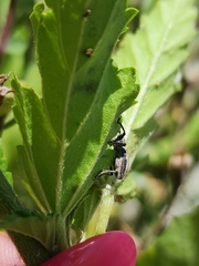 Naupactus tucumanensis