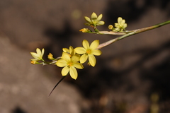 Sisyrinchium palmifolium