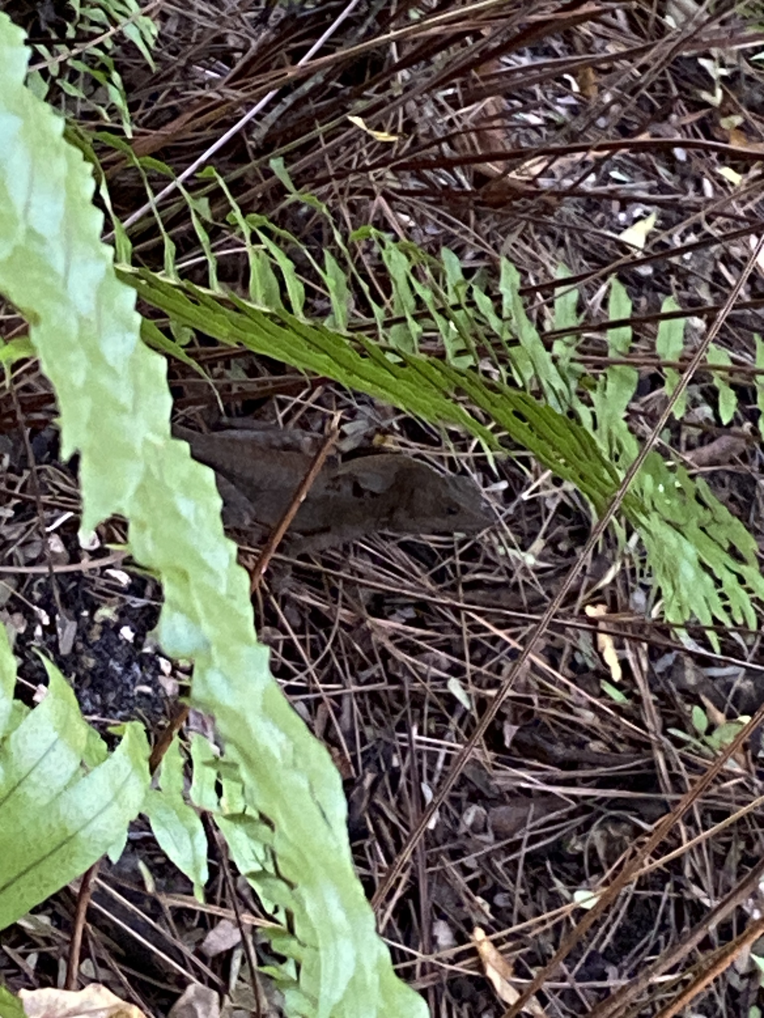 Corytophanidae