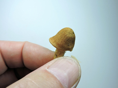 Chroogomphus tomentosus