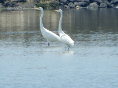 Ardea alba