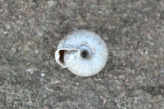 Helicodonta obvoluta