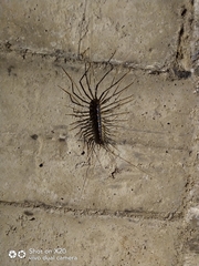 Thereuopoda clunifera