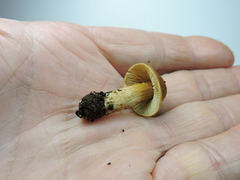 Chroogomphus tomentosus