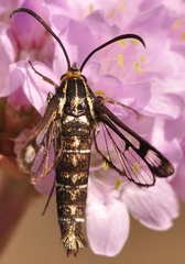Pyropteron triannuliformis