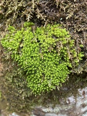 Ulota