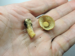 Chroogomphus tomentosus