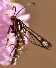 Pyropteron triannuliformis